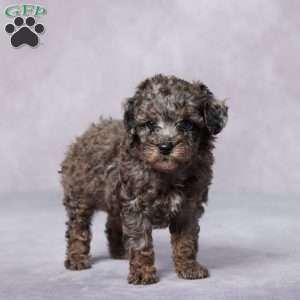 Ron, Toy Poodle Puppy